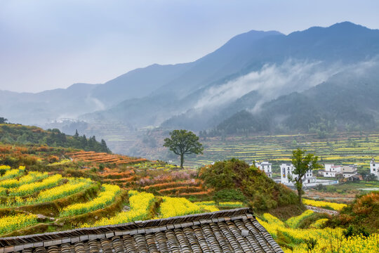 婺源江岭村油菜花