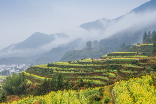 婺源江岭村油菜花