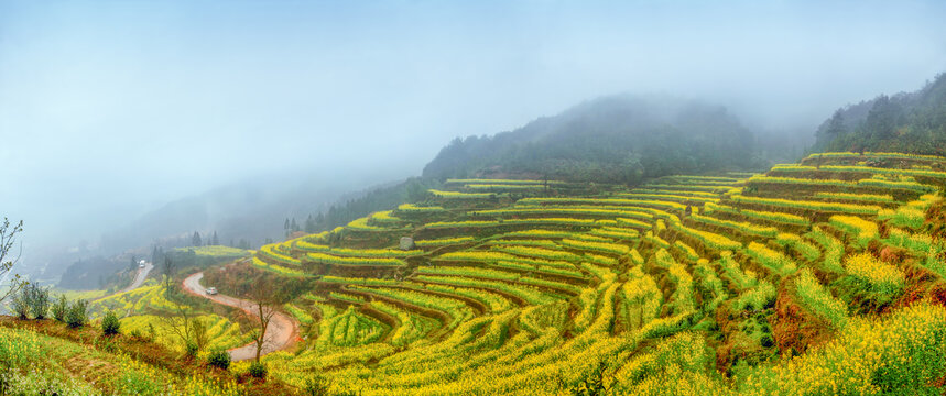 婺源江岭村油菜花全景图