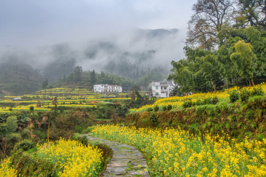 婺源江岭村油菜花