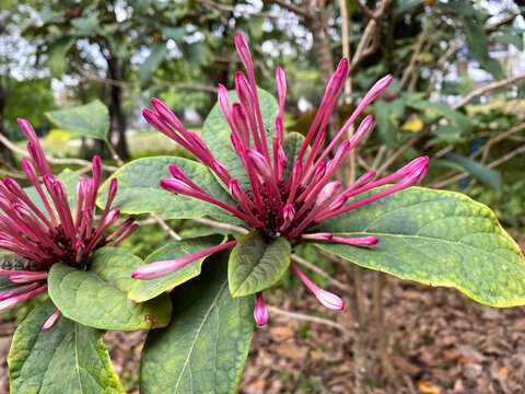 烟火树烟火花