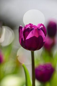 紫色的郁金香花