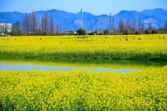 杭州铜鉴湖春天油菜花