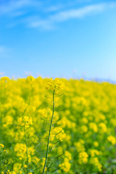 杭州铜鉴湖春天油菜花