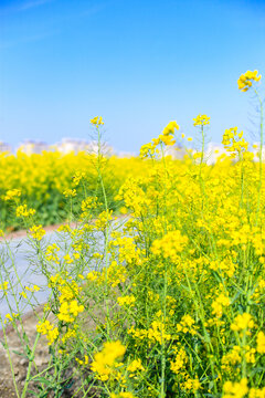 杭州铜鉴湖春天油菜花