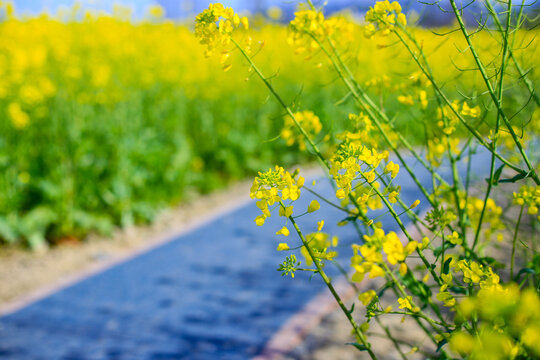 杭州铜鉴湖春天油菜花