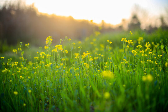 杭州铜鉴湖春天油菜花