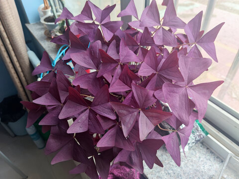 紫色酢浆草