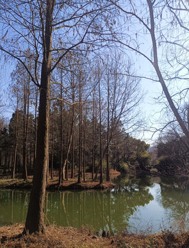 浙江杭州西溪湿地公园树林