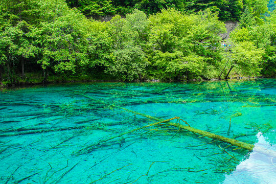 九寨沟箭竹海