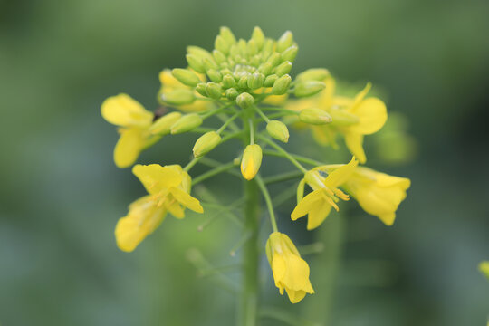 油菜花