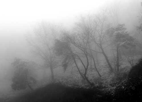 雾里的风景