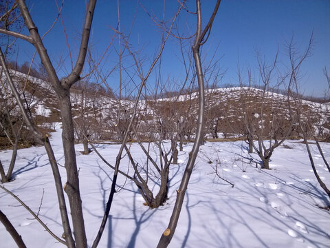 冬天山前的果树
