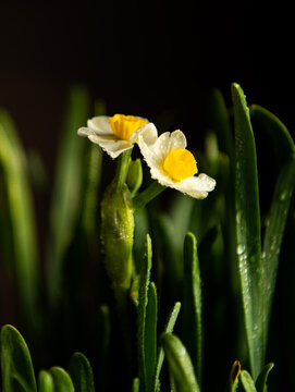 水仙花