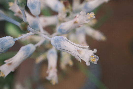 盛开的白色透明多肉花朵