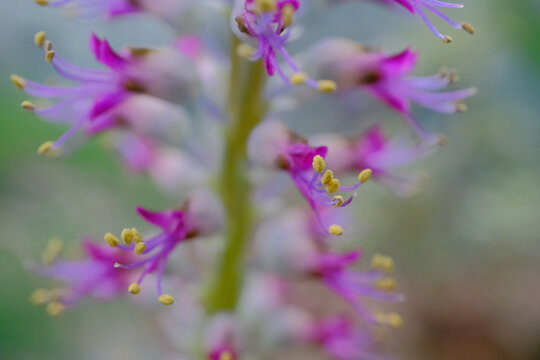 紫色多肉花朵与黄色花蕊