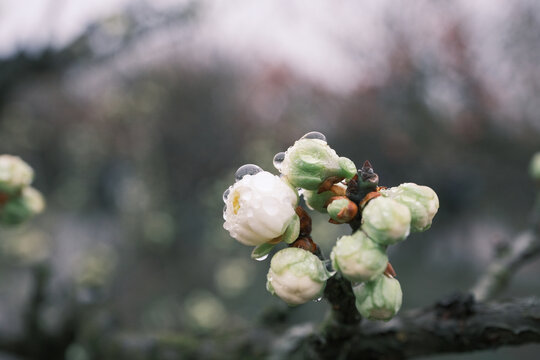 挂满露珠的含苞待放的白色梅花