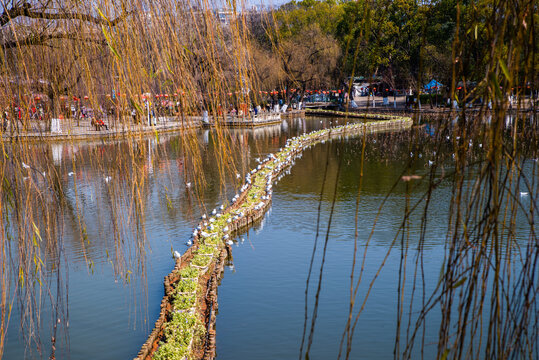 昆明翠湖公园