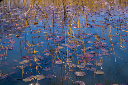 昆明翠湖公园池塘