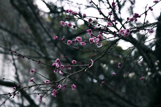 桃花开花阴天