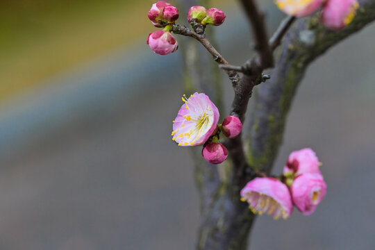 粉色梅花