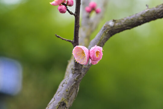 粉色梅花