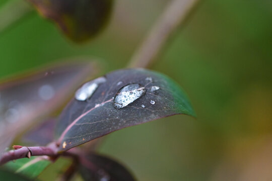雨后树叶上的水珠