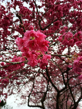 樱花特写