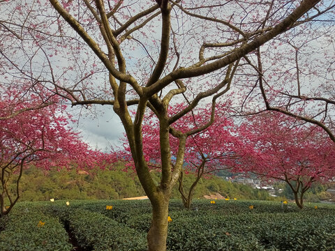 樱花树