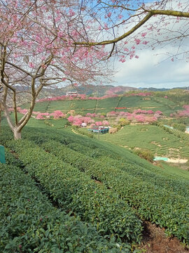 樱花树下的茶园