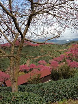 樱花园