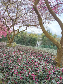 樱花树