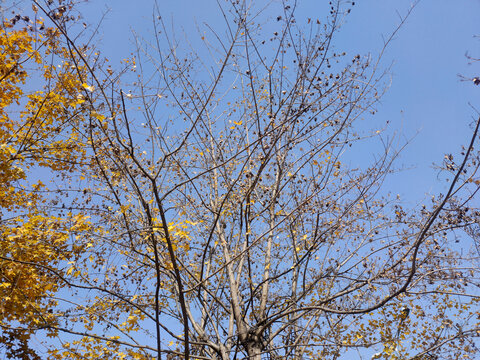 仰拍秋天树枝黄叶