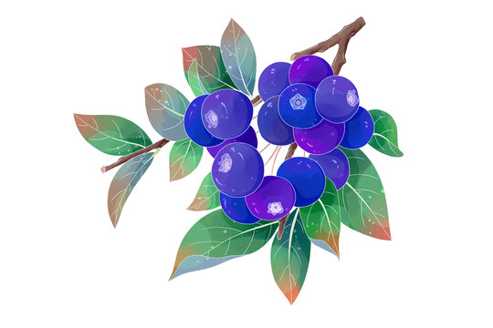 中国风手绘水果蓝莓插画