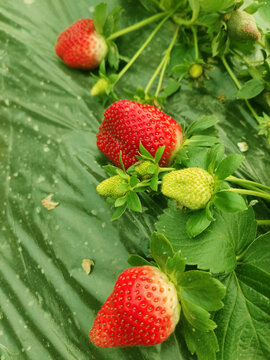 草莓地里的草莓