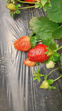 草莓地里的草莓