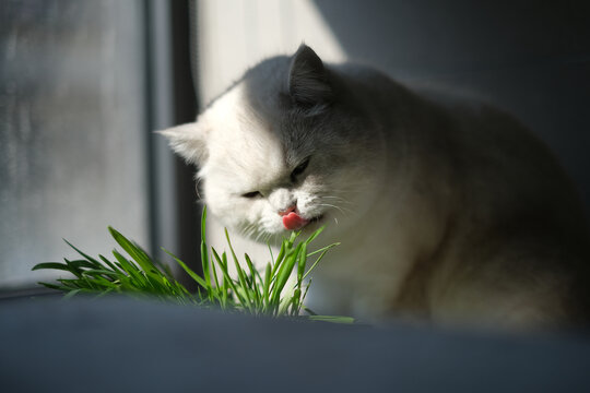 正在啃猫草的白色银点猫