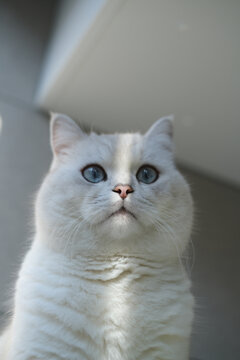 正在眺望的白色银点猫肖像照片