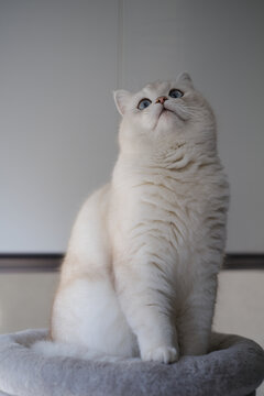 正在眺望的白色银点猫肖像照片