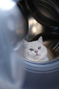 躲在洗衣机内的白色银点猫