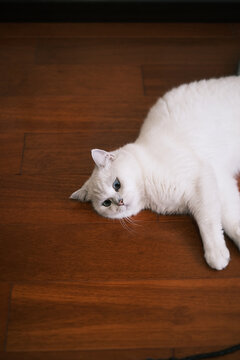 正在地上躺着的白色银点猫