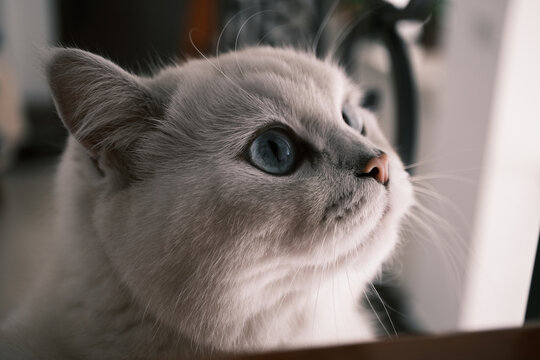 在窗台上侧卧的白色银点猫