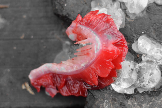 新鲜的红色鱼鳃