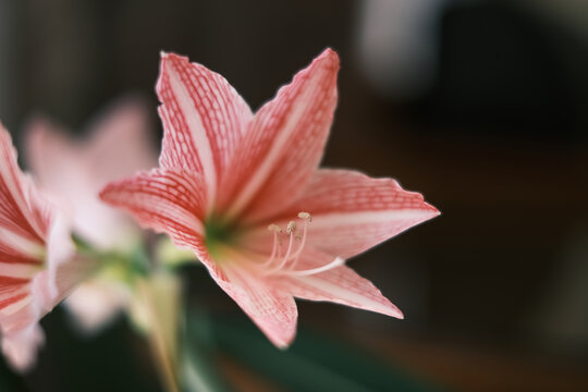 盛开的粉色兰花花朵