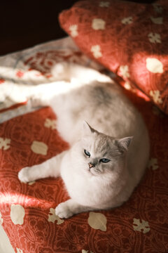 正在红色被子上躺着的白猫