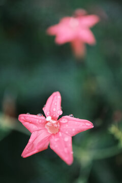 五角星型粉色花朵