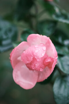 挂满雨水的粉红色花骨朵