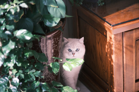 在植物家具背后躲着的白色小猫