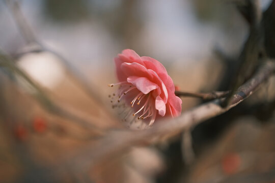 冬天盛开的粉色腊梅花