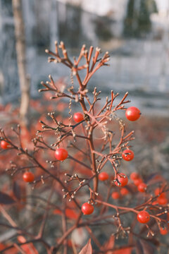 低矮灌木的红色果实